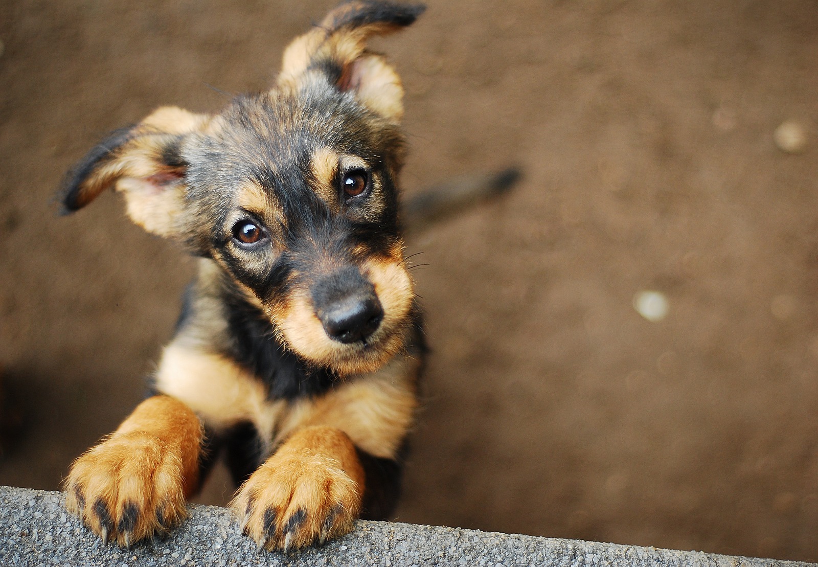 Viaje Musgo máximo Cómo afecta a tu perro la tos de las perreras? | Blog | Vetland